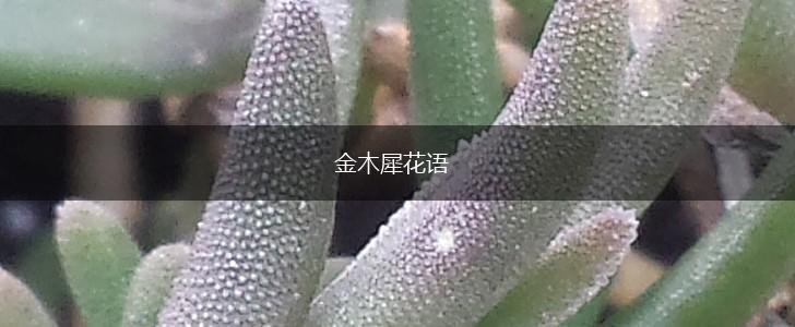 金木犀花语,第1张