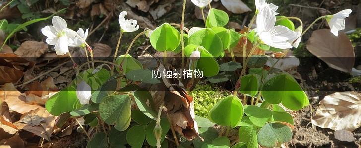 防辐射植物,第1张