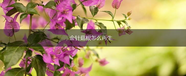 金针菇根怎么再生,第1张
