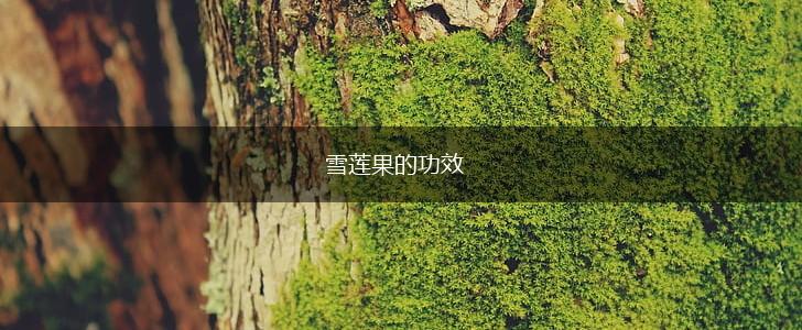 雪莲果的功效,第1张