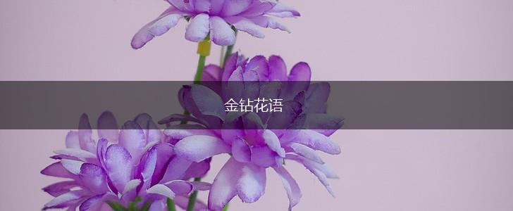 金钻花语,第1张