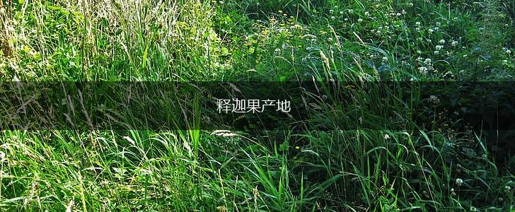 释迦果产地,第1张