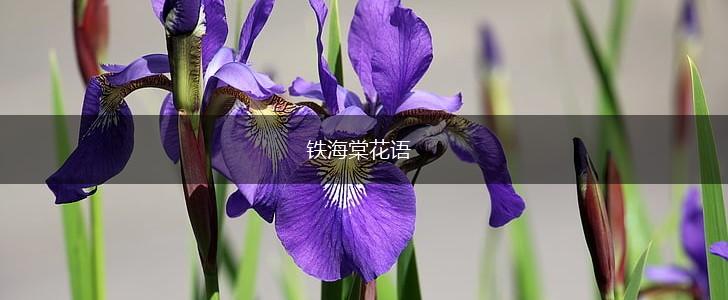 铁海棠花语,第1张