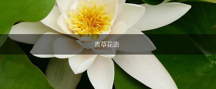 香草花语,第1张