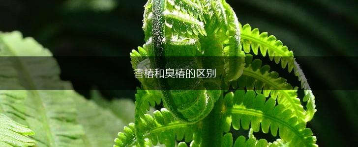 香椿和臭椿的区别,第1张