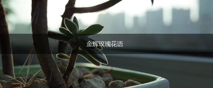 金辉玫瑰花语,第1张