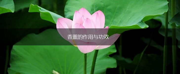 香薰的作用与功效,第1张