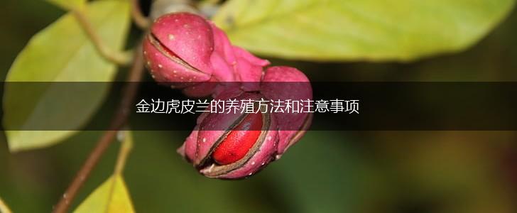 金边虎皮兰的养殖方法和注意事项,第1张