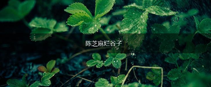 陈芝麻烂谷子,第1张