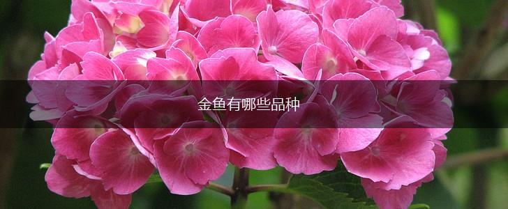 金鱼有哪些品种,第1张
