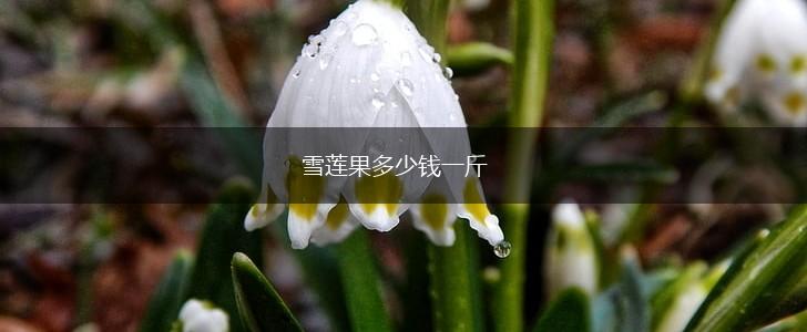 雪莲果多少钱一斤,第1张