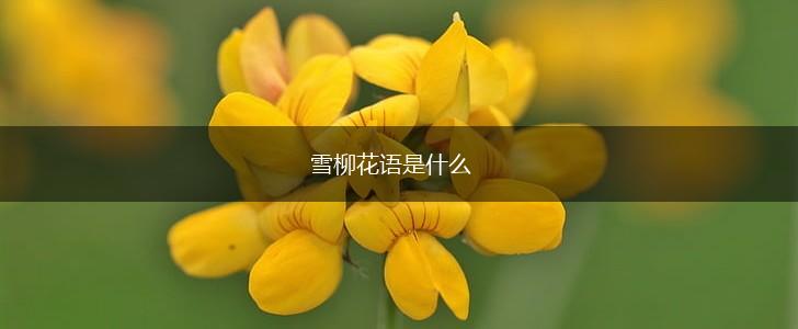 雪柳花语是什么,第1张