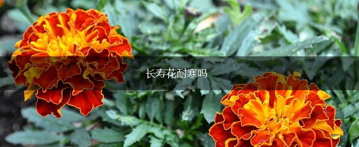 长寿花耐寒吗,第1张