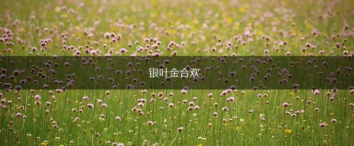 银叶金合欢,第1张