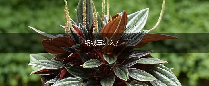 铜钱草怎么养,第1张