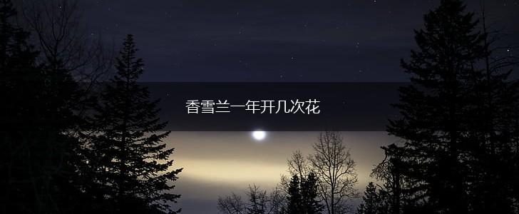 香雪兰一年开几次花,第1张