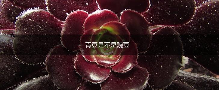 青豆是不是豌豆,第1张