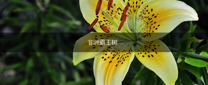 非洲霸王树,第1张