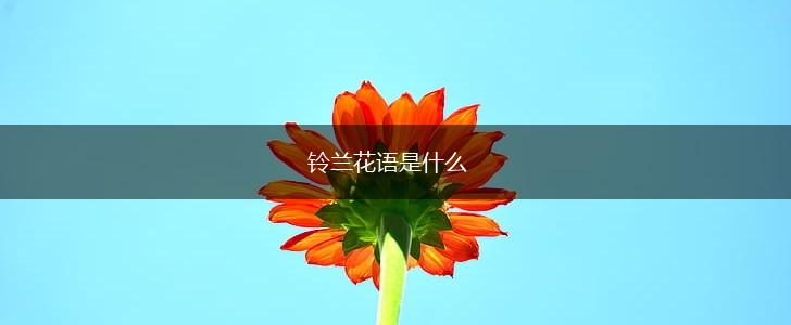 铃兰花语是什么,第1张
