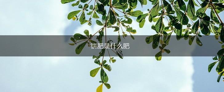 饼肥是什么肥,第1张