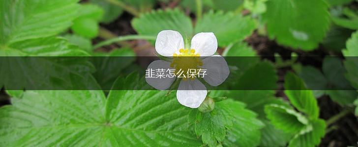韭菜怎么保存,第1张