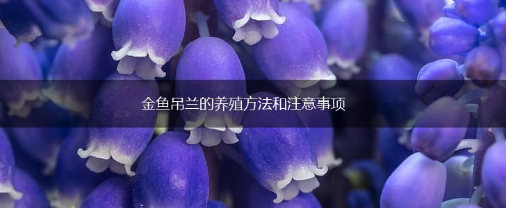 金鱼吊兰的养殖方法和注意事项,第1张