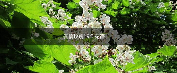 香槟玫瑰19朵花语,第1张