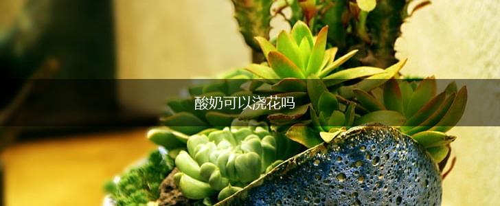 酸奶可以浇花吗,第1张