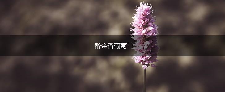 醉金香葡萄,第1张 醉金香葡萄,第1张