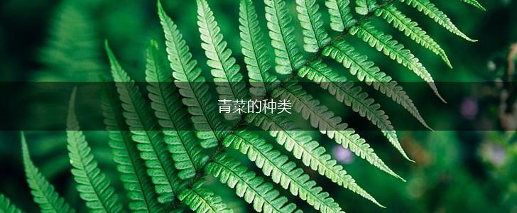青菜的种类,第1张