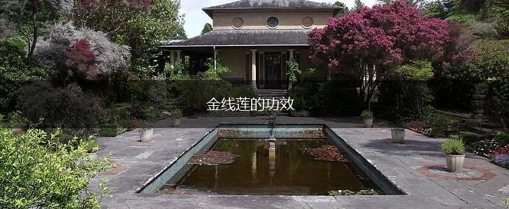 金线莲的功效,第1张