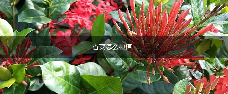 香菜怎么种植,第1张