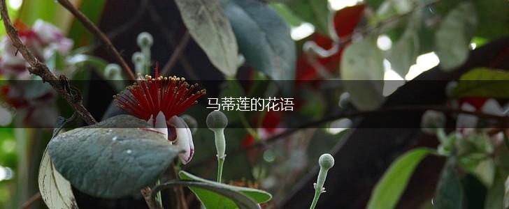 马蒂莲的花语,第1张