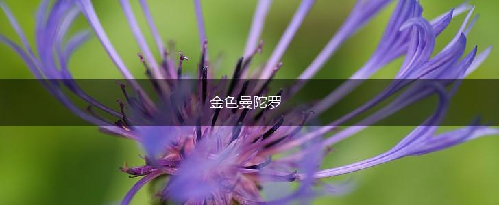 金色曼陀罗,第1张