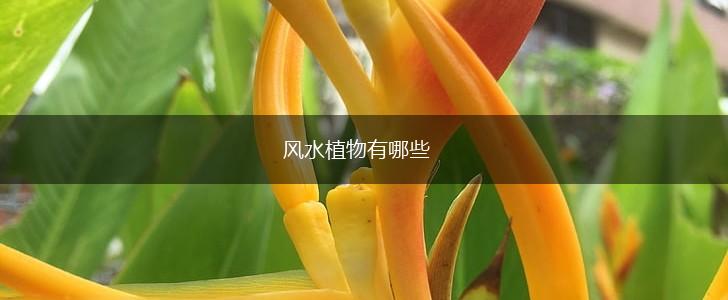 风水植物有哪些,第1张