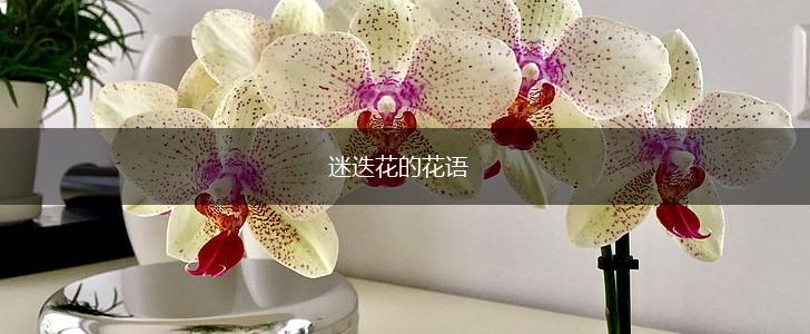 迷迭花的花语,第1张 迷迭花的花语,第1张