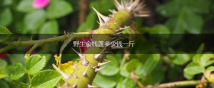 野生金线莲多少钱一斤,第1张