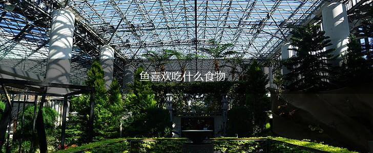 鱼喜欢吃什么食物,第1张