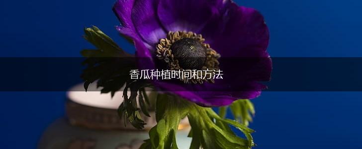 香瓜种植时间和方法,第1张