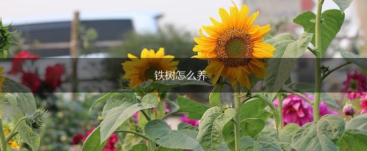 铁树怎么养,第1张