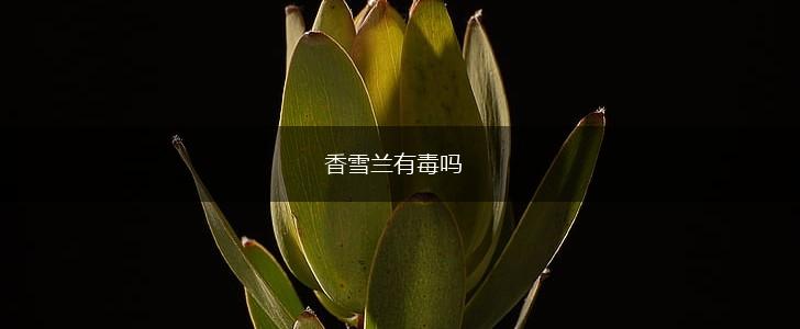 香雪兰有毒吗,第1张