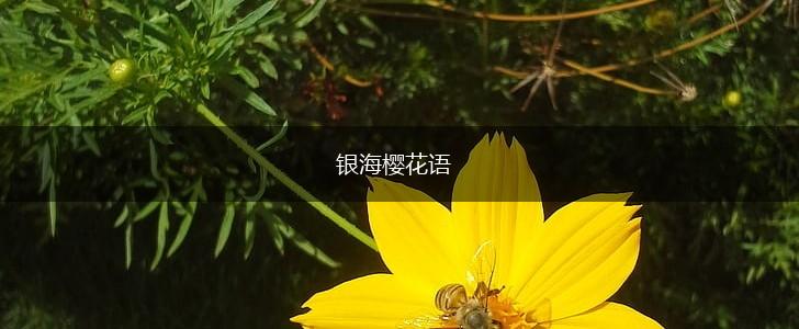 银海樱花语,第1张