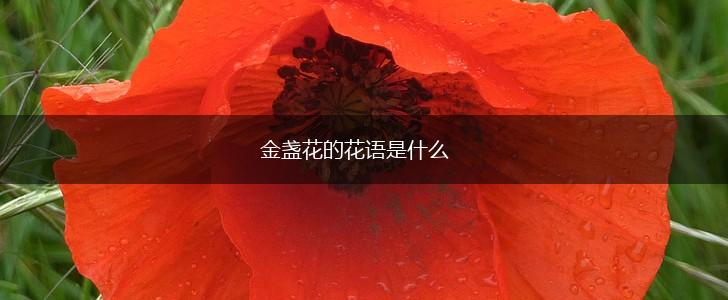 金盏花的花语是什么,第1张 金盏花的花语是什么,第1张