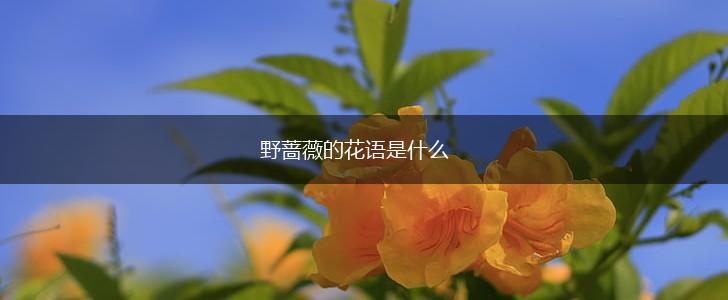 野蔷薇的花语是什么,第1张