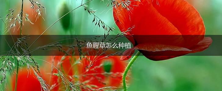 鱼腥草怎么种植,第1张