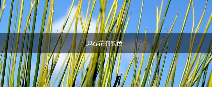 迎春花的颜色,第1张