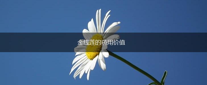 金线莲的药用价值,第1张