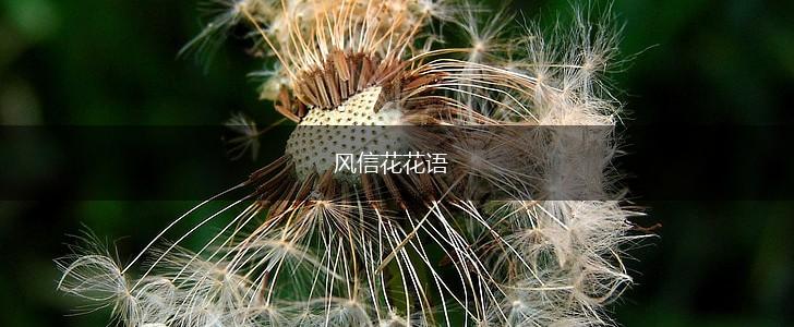 风信花花语,第1张