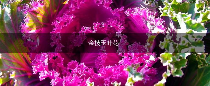 金枝玉叶花,第1张
