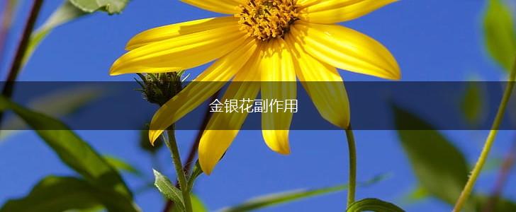 金银花副作用,第1张